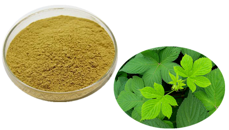 絞股藍(lán)提取物 六盤韻 食品級(jí)原料品牌:六盤韻寶雞六盤韻生物科技有限