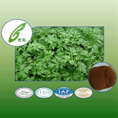 植物提取物-艾草植物提取物,符合保健食品和出口標準,可提供訂制加工服務-植物提取.